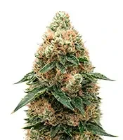 Russian Fuel Auto (Flash Seeds) Cannabis-Samen