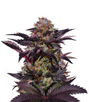 French Macaron (Gelato 33 x French Cookies) (T.H. Seeds) Cannabis-Samen