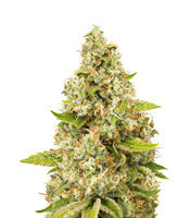 O.G. Kush (Seedstockers) Cannabis-Samen