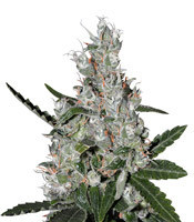 Super Lemon Haze x Banana Punch (GHS) Cannabis-Samen