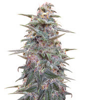 Violeta (Ace Seeds) Cannabis-Samen