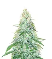 3 Bears OG Auto (Mephisto Genetics) Cannabis-Samen