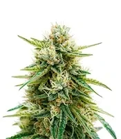 Auto Bruce Banner XXL (Advanced Seeds)