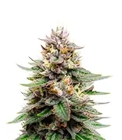 Auto Gorilla (00 Seeds)