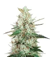 Bruce the Russian (Cream of the Crop Seeds) Cannabis-Samen