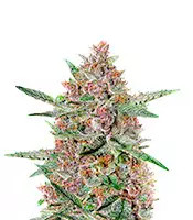 Bubba Kush (GHS) Cannabis-Samen