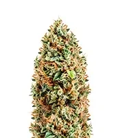 Diesel Matic Auto (Blackskull Seeds) Cannabis-Samen