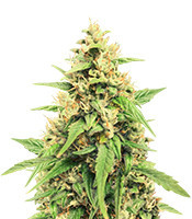 Jack 47 Auto (Sweet Seeds) Cannabis-Samen