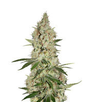 Gelato Sorbet (DNA Genetics) Cannabis-Samen