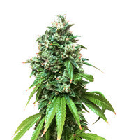Sour Kush (Reserva Privada) Cannabis-Samen