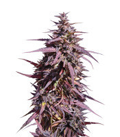 Thai Chi (Ace Seeds) Cannabis-Samen