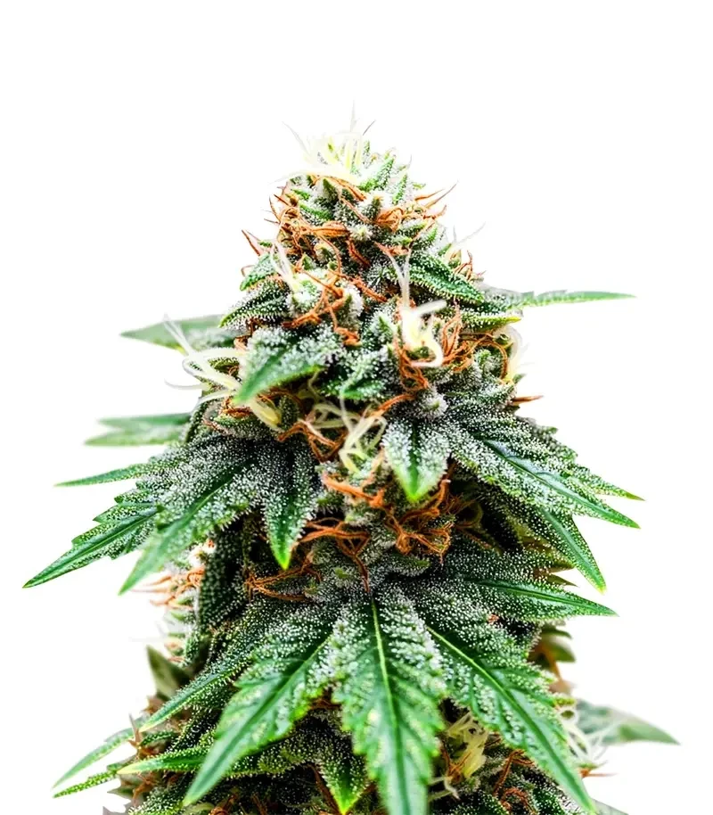 Banana Cream OG (Original Sensible Seeds)
