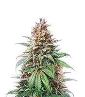 Leda Uno (K.C. Brains Seeds) Cannabis-Samen