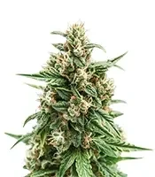 Solomatic Auto CBD (RQS) Cannabis-Samen