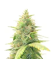 Special Queen 1 Auto feminisierte Samen (Royal Queen Seeds)