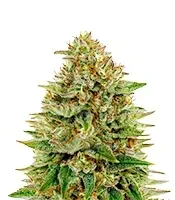 Super Bud (GHS) Cannabis-Samen