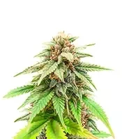 The Upsetter feminisierte Samen (Humboldt Seed Company)