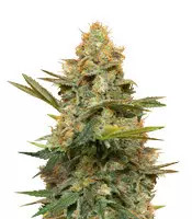 Three Blue Kings (Humboldt Seeds Organization) Cannabis-Samen