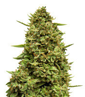 Crazy Mouse Cheese (Kera Seeds)