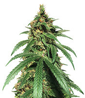 Dr. Bruce Banner CBD strain