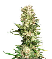Bruce Banner (Cali Buds Seeds) Cannabis-Samen