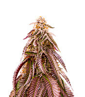 Dozywelly OG feminisierte Samen (AlphaFem Seeds)