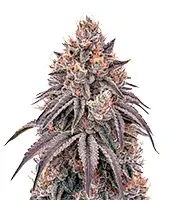 Lemon Orange (GHS)