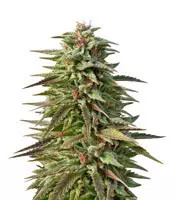 Trippy Gorilla Autoflowering (Big Head Seeds) Cannabis-Samen
