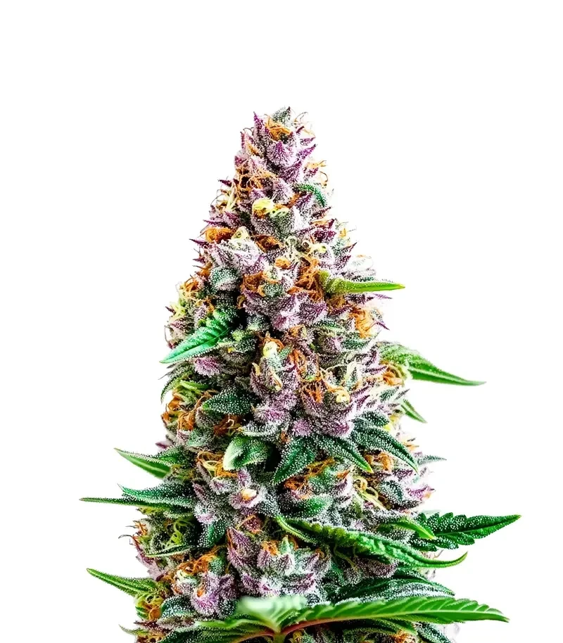 Unicorn Wagyu (Growers Choice)