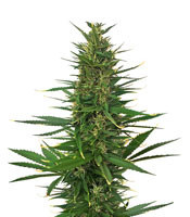Hindu Kush Automatic (Sensi Seeds) Cannabis-Samen
