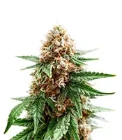 Grimm Glue (Brothers Grimm Seeds)