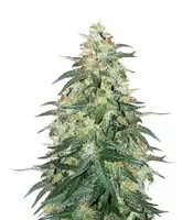 Sweet CBD Auto (Auto Seeds) Cannabis-Samen