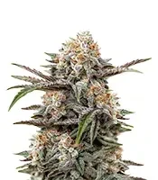 Wonder Pie (GHS)