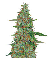 Critical Ryder Auto (Blackskull Seeds)