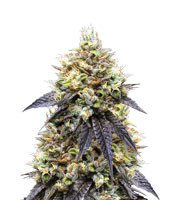 Josh D OG (Karma Genetics) Cannabis-Samen