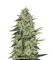 Rhino Ryder Auto (Fast Buds) Cannabis-Samen