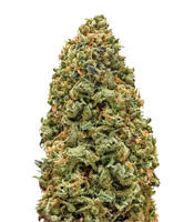 Monster Bruce Banner (Monster Genetics) Cannabis-Samen