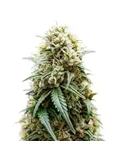 Auto Mimosa (00 Seeds)
