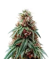 Auto Monster Mass (Critical Mass Collective Seeds) Cannabis-Samen