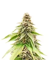 G13 Genius feminisierte Samen (Brothers Grimm Seeds)