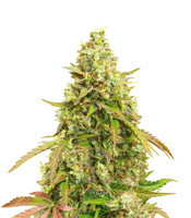 Auto White Widow (Dutch Passion) Cannabis-Samen