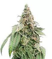 Mimosa Shot feminisierte Samen (Herbies Seeds)