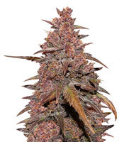 CBD Auto Blackberry Kush feminized seeds