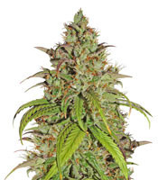 Jack Herer (Kera Seeds) Cannabis-Samen