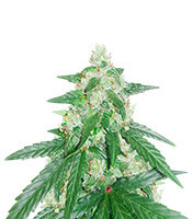 Cheese (Funky Skunk) (Expert Seeds) Cannabis-Samen