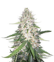 Moby Dick #2 (Dinafem Seeds) Cannabis-Samen
