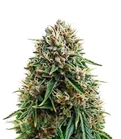 Headlights Kush Auto (Emerald Triangle Seeds) Cannabis-Samen
