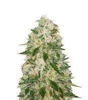 NYC Diesel (Zambeza Seeds) Cannabis-Samen