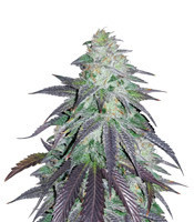 OGKZ (Humboldt Seeds Organization) Cannabis-Samen