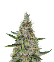 Pure Africa (Original Sensible Seeds) Cannabis-Samen